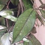 Hoya carnosa Leaf