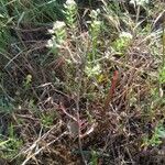 Lepidium campestre Leaf