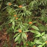 Palicourea aurantiibractea Облик