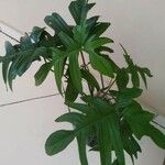 Philodendron pedatum Blad