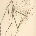 Eragrostis papposa Altro