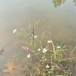 Alisma plantago-aquatica Rhisgl