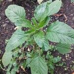 Amaranthus blitum Leaf