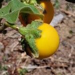 Solanum incanum Fruit