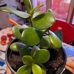 Crassula ovataبرگ