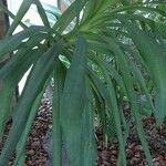 Yucca aloifolia ഇല