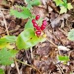 Maianthemum canadense Hoja
