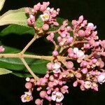 Miconia xalapensis Bloem