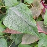 Tithonia rotundifolia Leaf