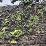 Ceiba pentandra Fruit