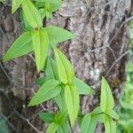 Jasminum beesianum Hoja