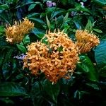 Ixora chinensis Цвят