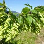 Carpinus orientalis Vrucht