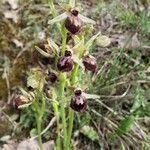 Ophrys sphegodes Květ