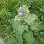 Arctium tomentosum आदत