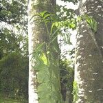 Monstera tenuis Bark