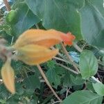 Juanulloa mexicana Flor