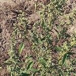 Chenopodium berlandieri Fulla