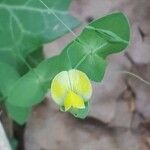 Lathyrus aphaca Fleur