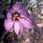 Crocus sativus Flor