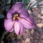 Crocus sativus Цветок