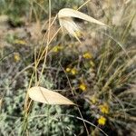 Lygeum spartum Leaf