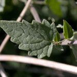 Agastache parvifolia Blatt