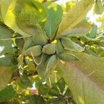 Terminalia catappa Fruit