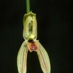 Mormolyca ringens Flor