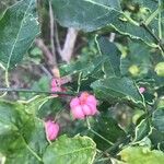 Euonymus europaeusFruit