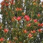 Leucadendron salignum Flor