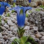 Gentiana acaulis Flor
