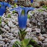 Gentiana acaulis Цветок