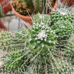 Mammillaria spinosissima Frunză