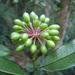 Guatteria australis Frukto