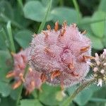 Trifolium fragiferum Плід