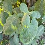 Brugmansia × candida Blad