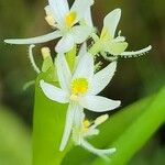 Heteranthera reniformis Цвят