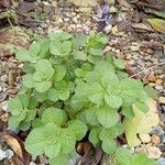 Coleus caninusHabitat