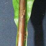 Campyloneurum phyllitidis 樹皮