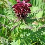 Pedicularis recutita Flor