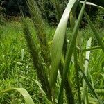 Elymus virginicus Frucht