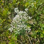 Eupatorium altissimum Virág