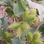 Xanthium strumarium Frucht