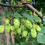 Humulus lupulusFrucht