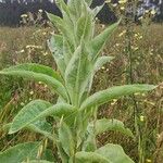 Verbascum densiflorumFeuille