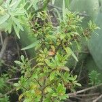Rubia fruticosa ফল