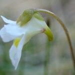 Pinguicula alpina Flor