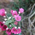 Vallea stipularis Flower