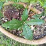 Quercus faginea Folla
